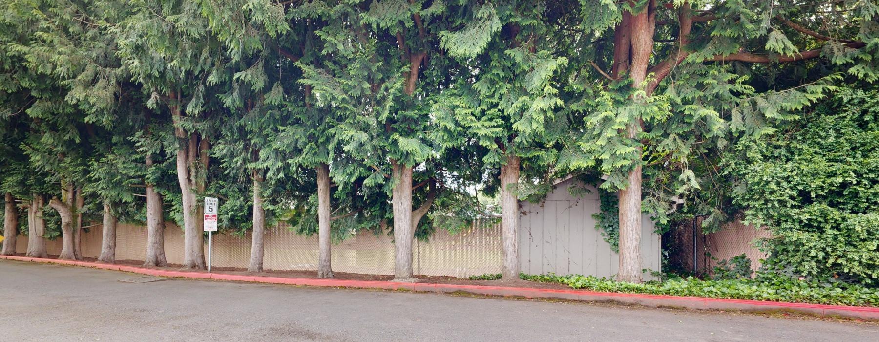 a road with trees on the side